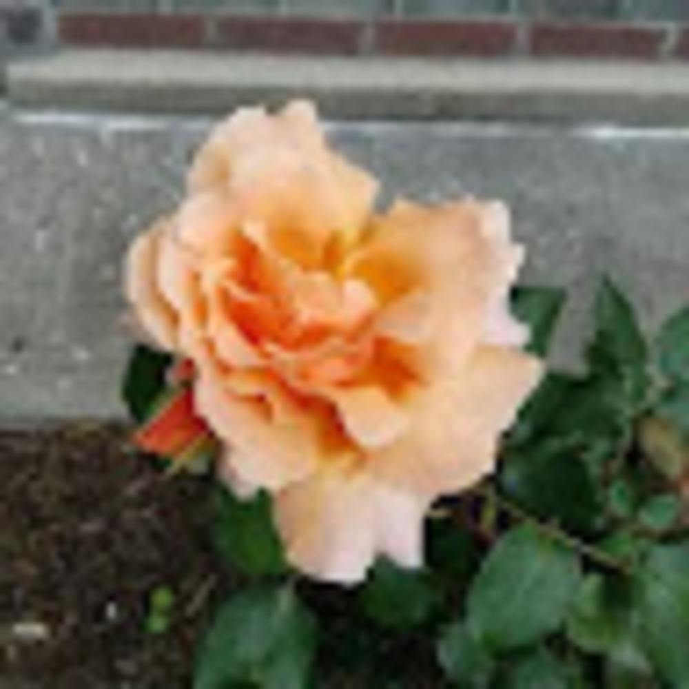 Meet your Posher, Domino